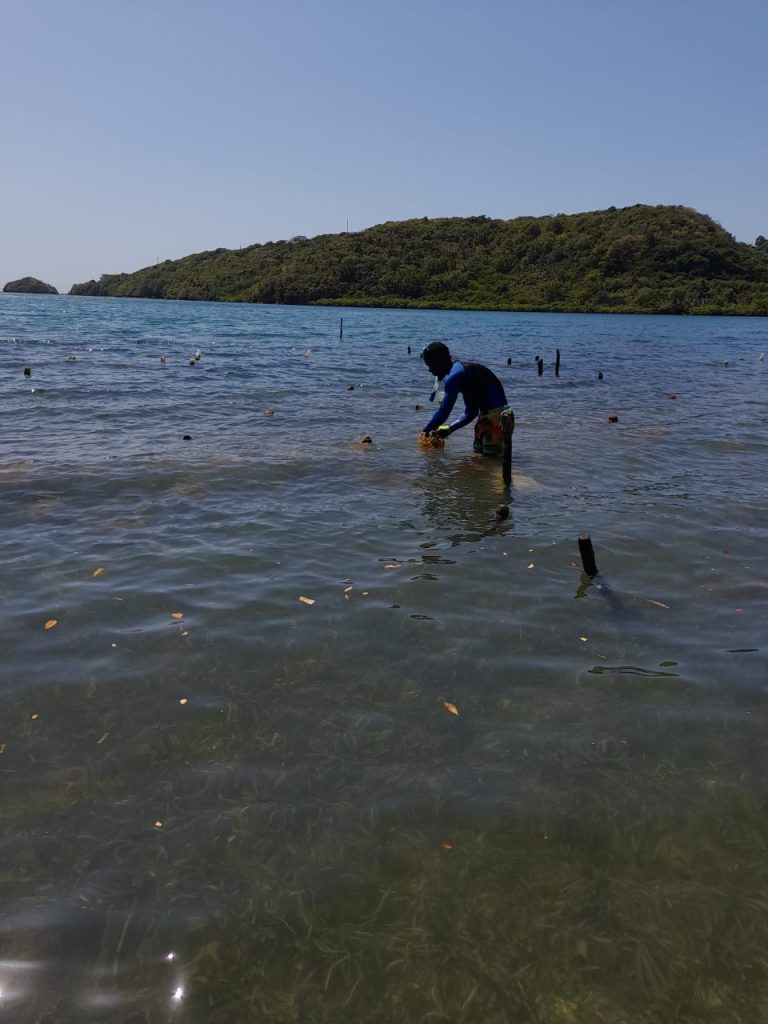 Where Does Grenadian Sea Moss Come From?