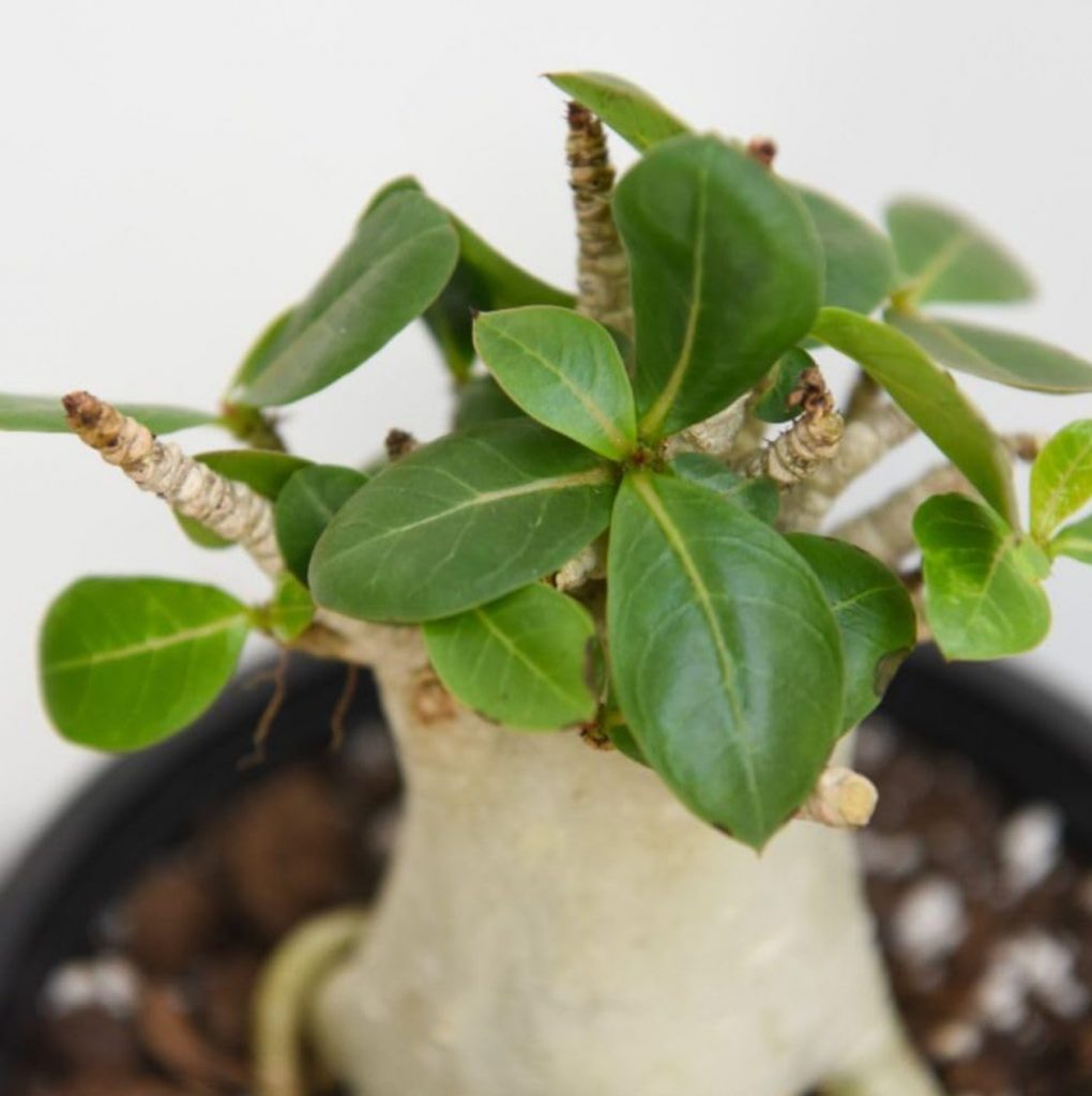 Is Avocado Leaf Tea Made from Avocado Flesh?