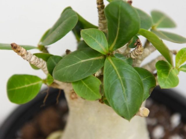 Where Is Herbal Tea Made? Origin and Preparation